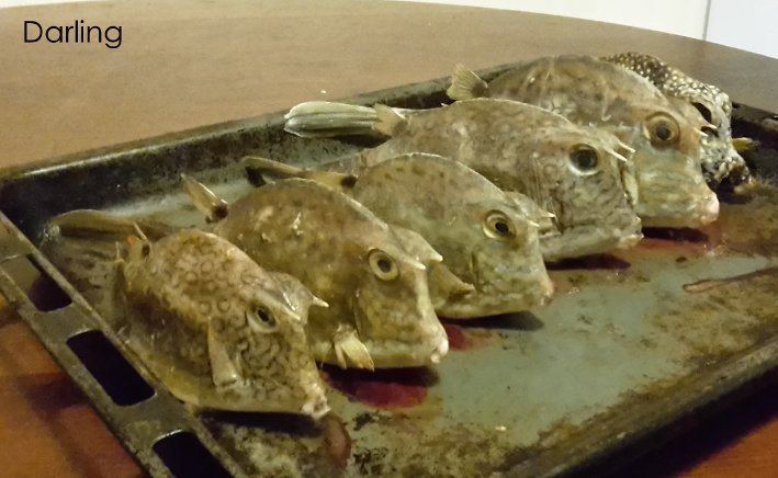 poisson-coffre, poisson coffre, poisson vache, poisson à cornes, kof, recette poisson coffre, poisson guadeloupe, gastronomie guadeloupéenne, gastronomie guadeloupe